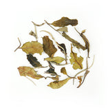 European Standard White Peony | Snowy Ridge Sweetness