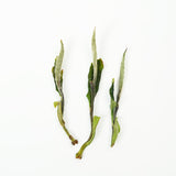 2025 First Harvest Premium White Peony Tea | Fuding High Mountain White Tea | Floral and Sweet Fragrance, Collectible Gift Tea