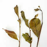 Harvested in the first spring of 2024, the tea is made from century-old fir trees. The tea has a rich, milky flavor, a deep rock rhyme, and a natural fir fragrance and mineral aroma.