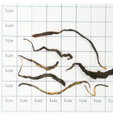 Yinghong No. 9 Black Tea, a specialty of Yingde, Guangdong. Rich honey aroma | Zero pesticide residues, traceable |