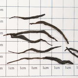 Wild century-old shrub red spring tea • Honey peony bouquet