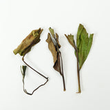 2024 Autumn Harvest Shoumei White Tea | Sun-dried, woody and sweet, high-mountain harvest