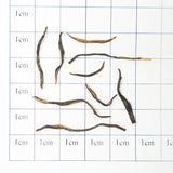 National Standard Jin Jun Mei | Honey-like Sweetness