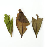 2025 Spring Limited Edition | Rock Milk Old Fir Milky White Tea, Century-Old Fir Charcoal Roasted Tea, Honey Milky Aroma | Wuyi Mountain High Mountain Rock Tea | Traditional Handmade Tea, Collectible Quality