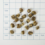 International Gold Award Certification | High Mountain Organic Jasmine Pearls | Six-Fragrant Rock Sugar Jasmine Hand-Rolled Pearls | Certified Organic | 2025 Spring Tea Limited Edition