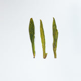 ๐ "A fresh, mellow sip awakens spring" | China High Mountain Organic Longjing Tea | Certified Organic | First harvested before the Qingming Festival in 2025 | Hand-roasted with aromas of bean and orchid |
