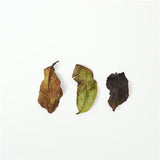 Organic Jinxuan White Tea Loose Leaf - Natural Milky Aroma, Hand-Picked Spring Buds, Wholesale Supplier