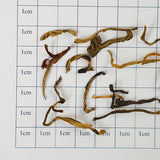 European Standard Certification | Yunnan Ancient Tree Dianhong Black Tea - A Symphony of Honey and Rich Chocolate