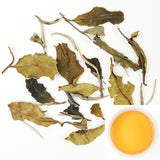 European Standard White Peony | Snowy Ridge Sweetness