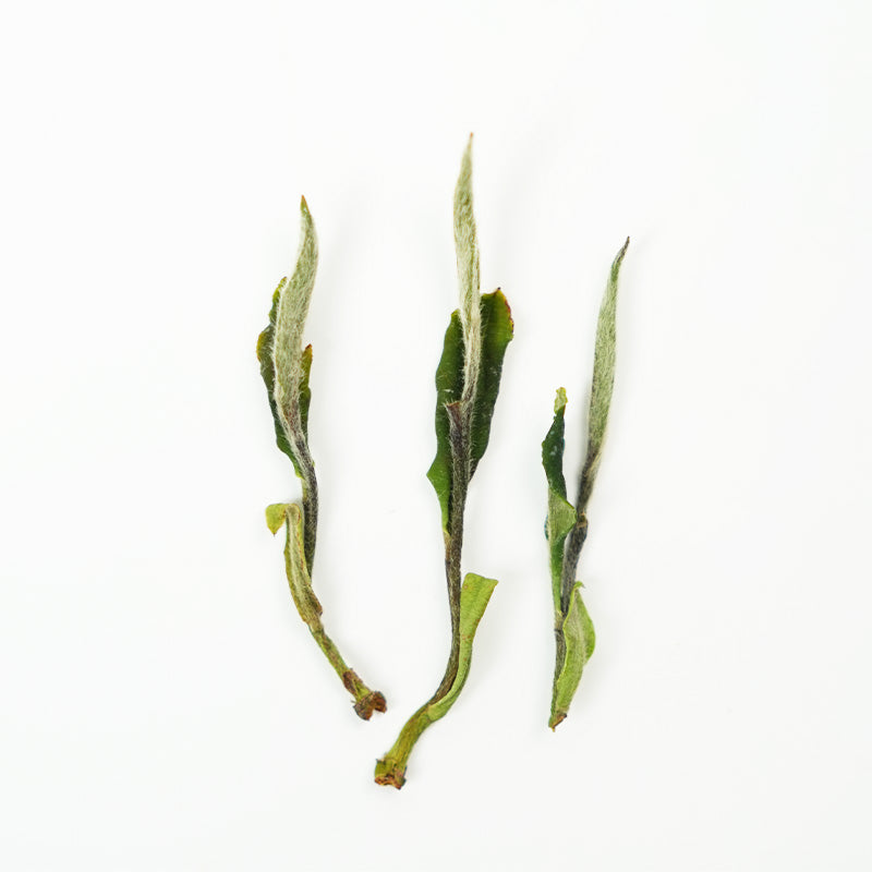 2025 First Harvest Premium White Peony Tea | Fuding High Mountain White Tea | Floral and Sweet Fragrance, Collectible Gift Tea