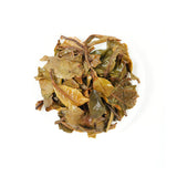 European Standard White Peony | Snowy Ridge Sweetness