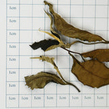 Fuding Gongmei Eyebrows | Three Years of Nourishing and Moisturizing