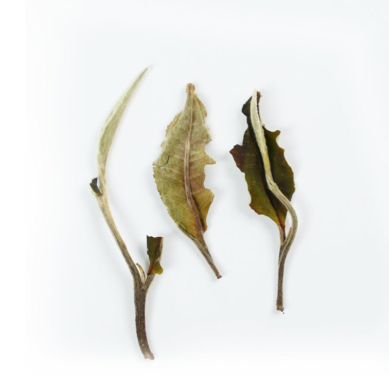 National Standard Moonlight White | Orchid Charm Nourishes the Heart