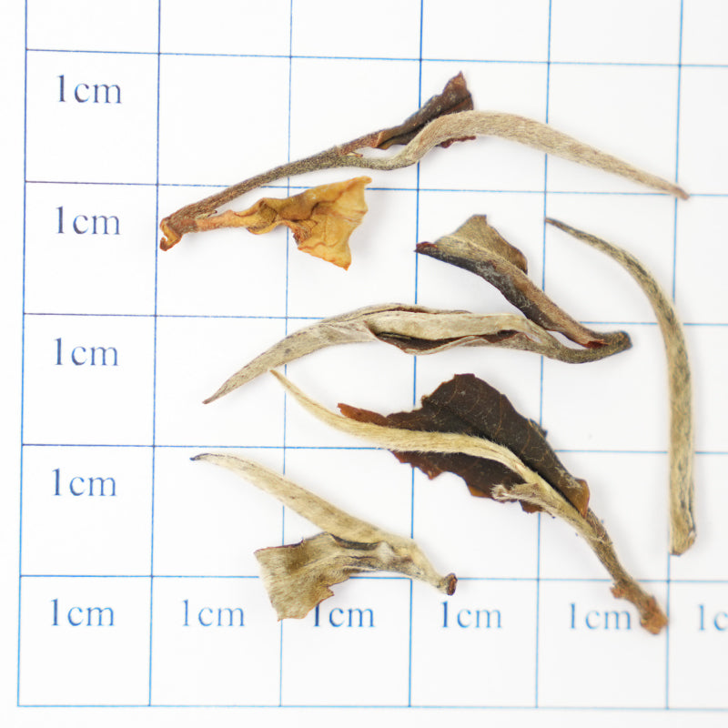 European Standard White Peony | Snowy Ridge Sweetness