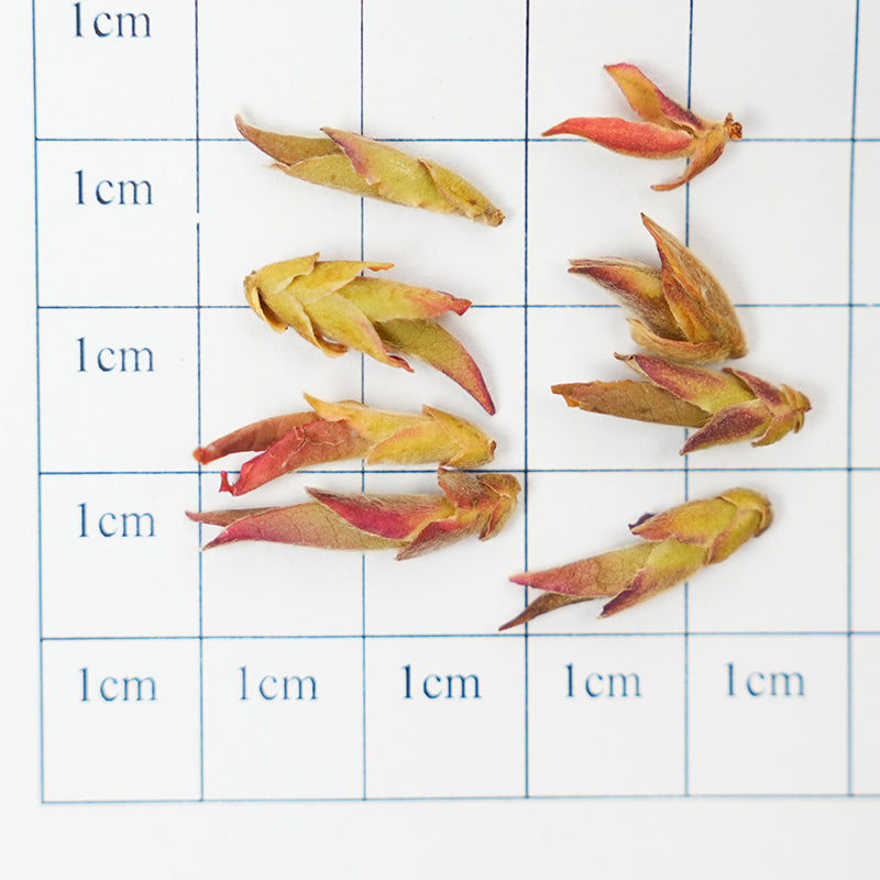 Wild Purple Buds | Plum Blossom Melody in Three Layers