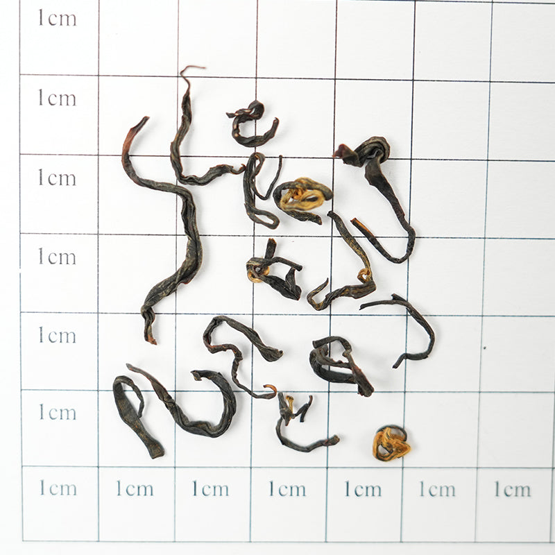 Paulownia Golden Horse Eyebrow | Honey-scented Orchid