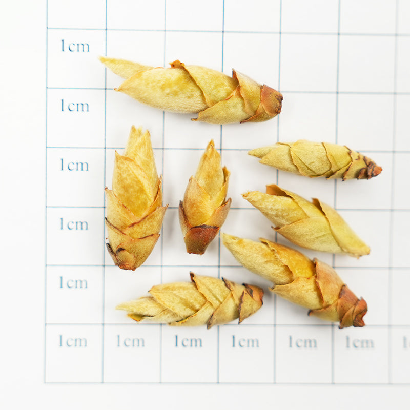 Wild Sprouts in a Secret Realm | Snow Bud Nourishing Essence