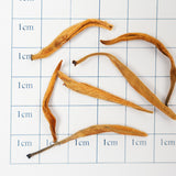 National Standard Yunnan Black Tea | Golden Bud Mellow Taste