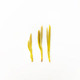 💛 Organic Golden Buds | Natural amino acid content up to 9% | Antioxidant and immune-boosting | 2025 harvest | Golden broth, fresh and refreshing | Limited edition