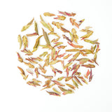 Wild Purple Buds | Plum Blossom Melody in Three Layers