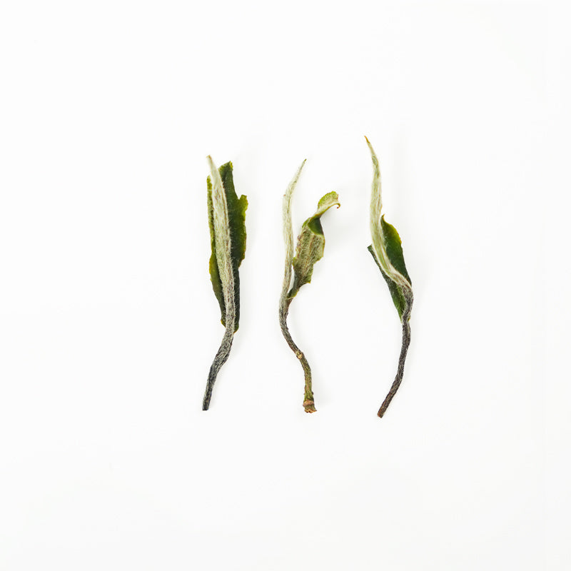 Zhenghe White Peony | Wild Sweetness